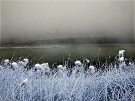 Cold Landscape